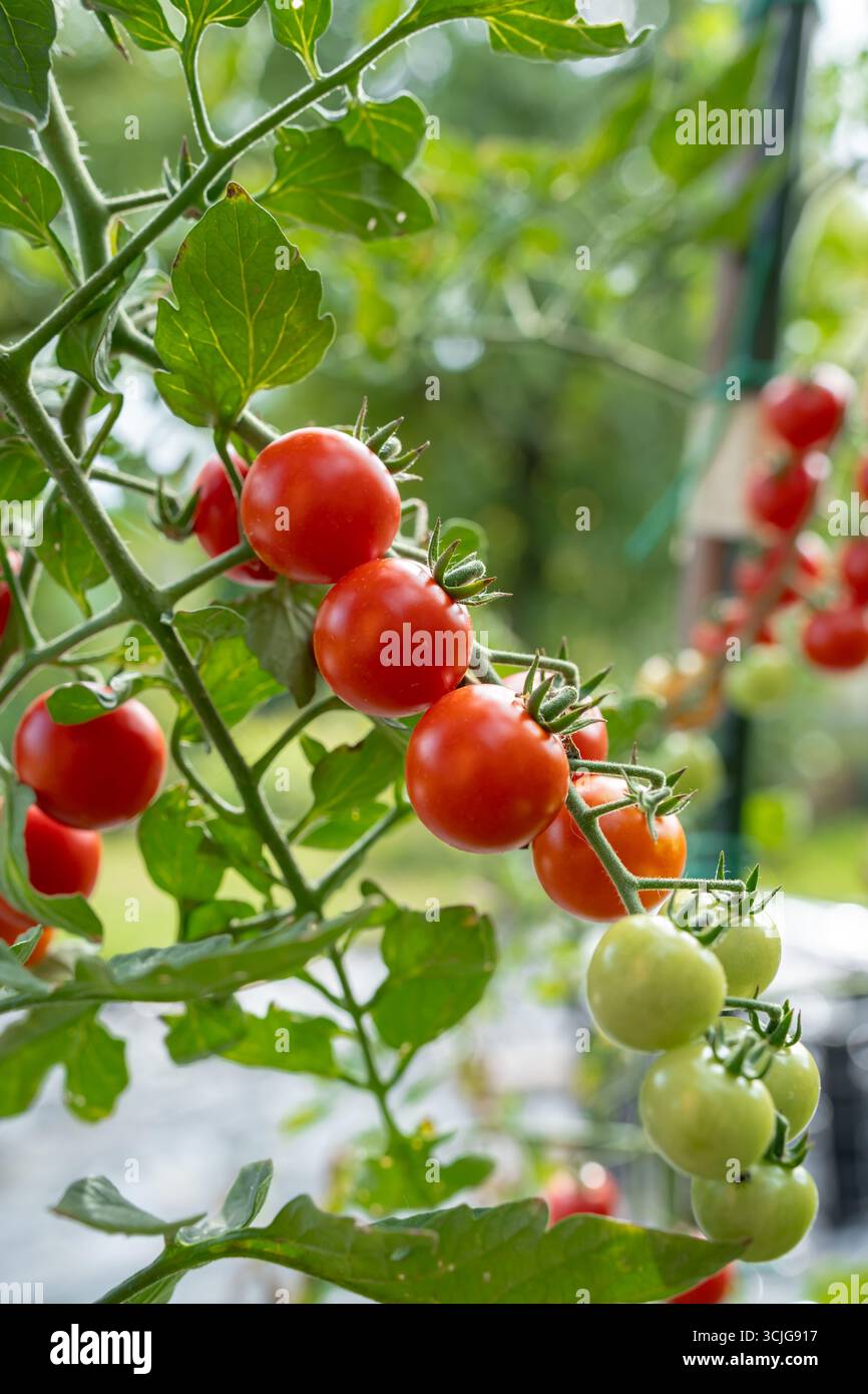 Primo piano di un mazzo di pomodori ciliegini rossi maturi isolati su una vite in un orto casalingo con sfondo verde Foto Stock