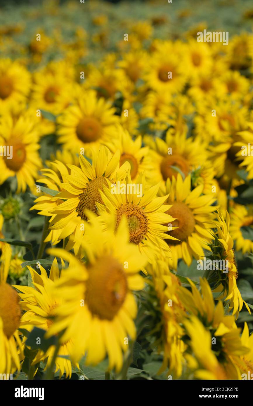 Campo giallo di bellissimi girasoli in estate Foto Stock