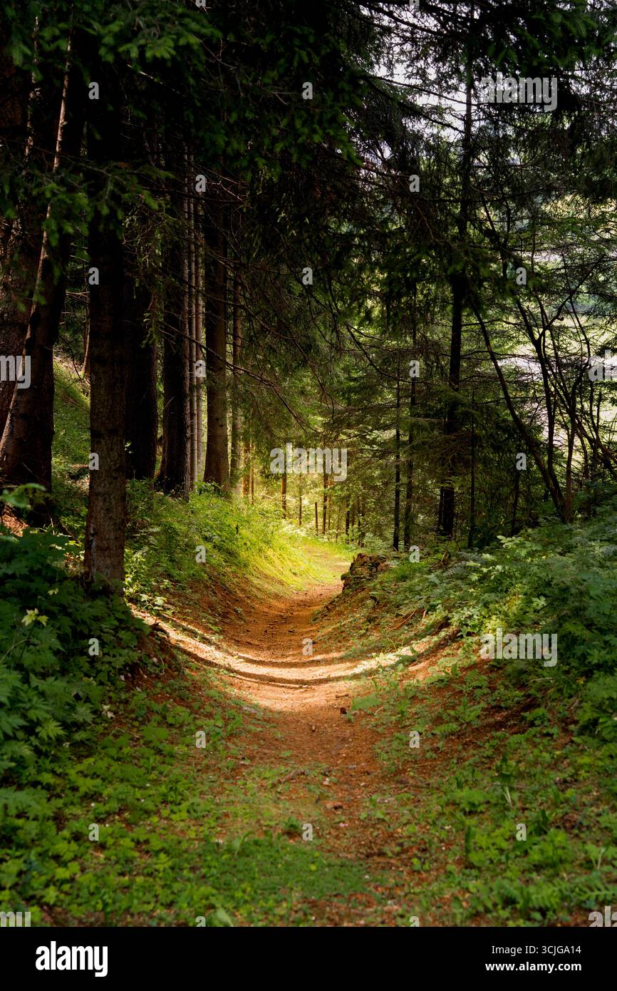 Sentieri per passeggiate o escursioni in una fitta ed inquietante foresta di pinete e foglie scure in estate Foto Stock