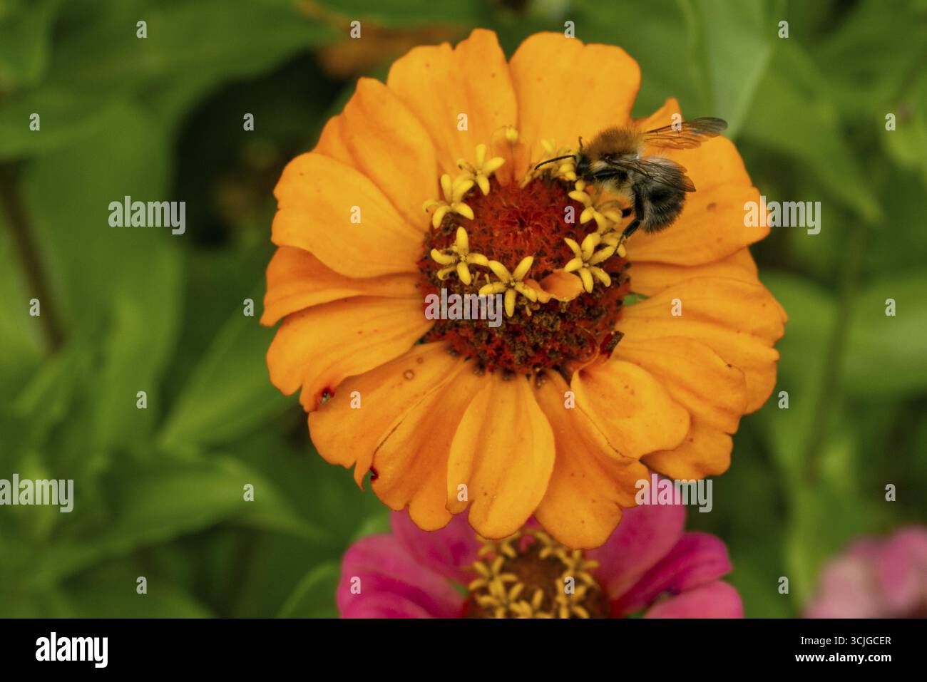 Primo piano di bumblebee che raccoglie polline dalla vivace zinnia arancione, mostrando la bellezza della natura e il processo di impollinazione Foto Stock