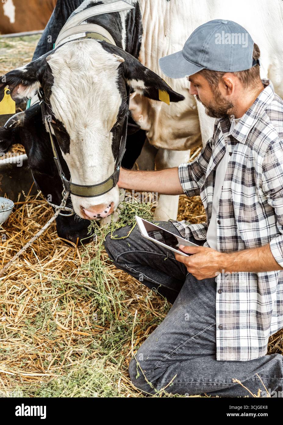 Lavoratore agricolo con tavoletta che ispeziona la mucca nel fienile Foto Stock