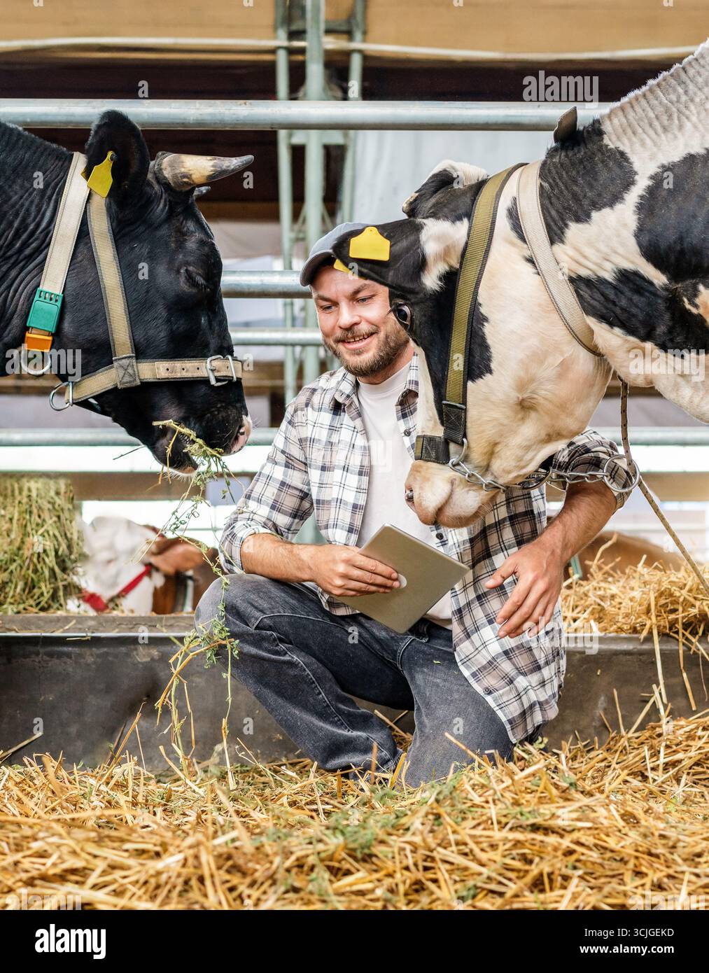 Uomo allevatore di bestiame sorridente e in possesso di tablet digitale durante l'ispezione delle mucche nell'allevamento di bestiame Foto Stock