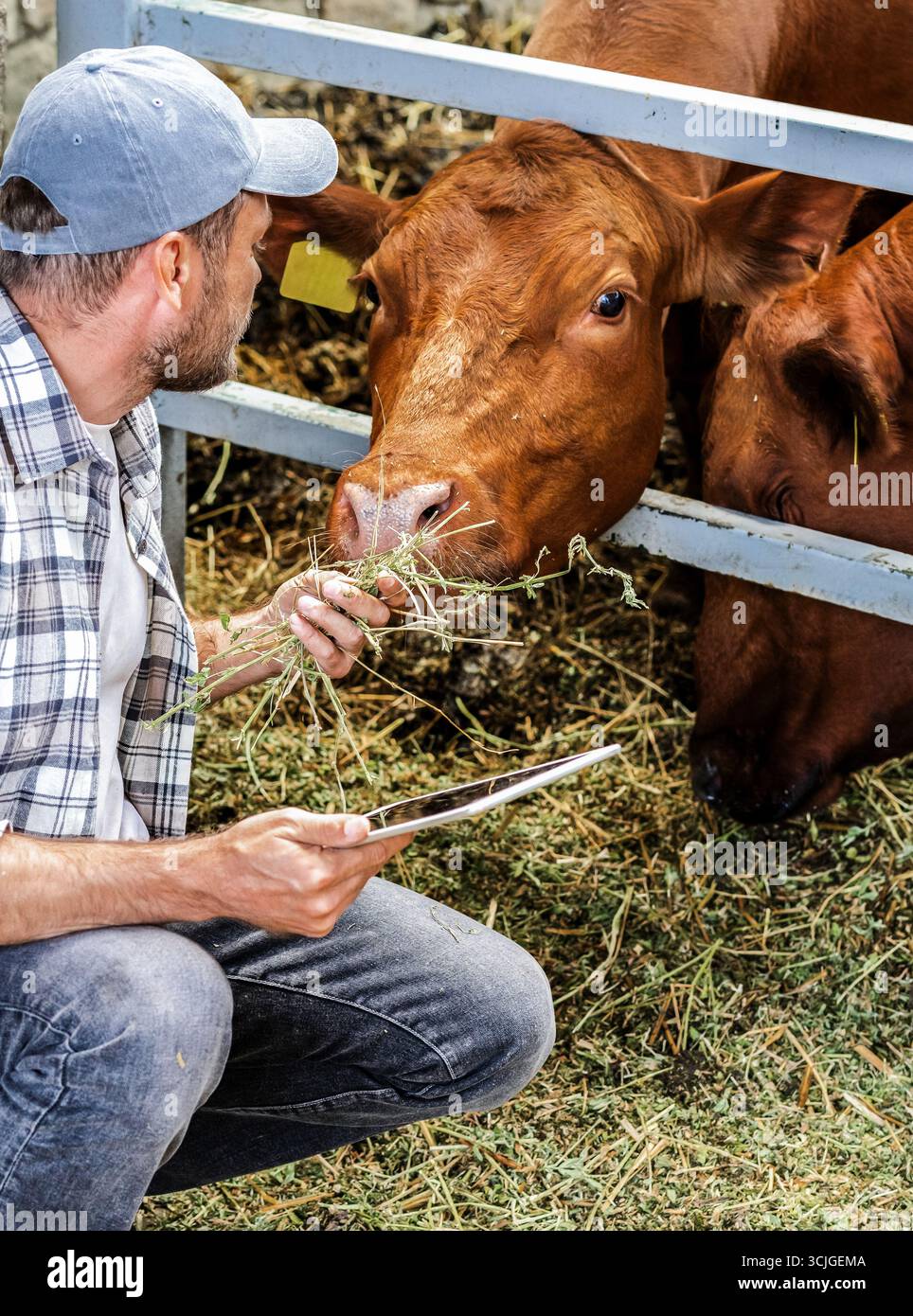 Uomo contadino che ispeziona la mucca nel fienile Foto Stock