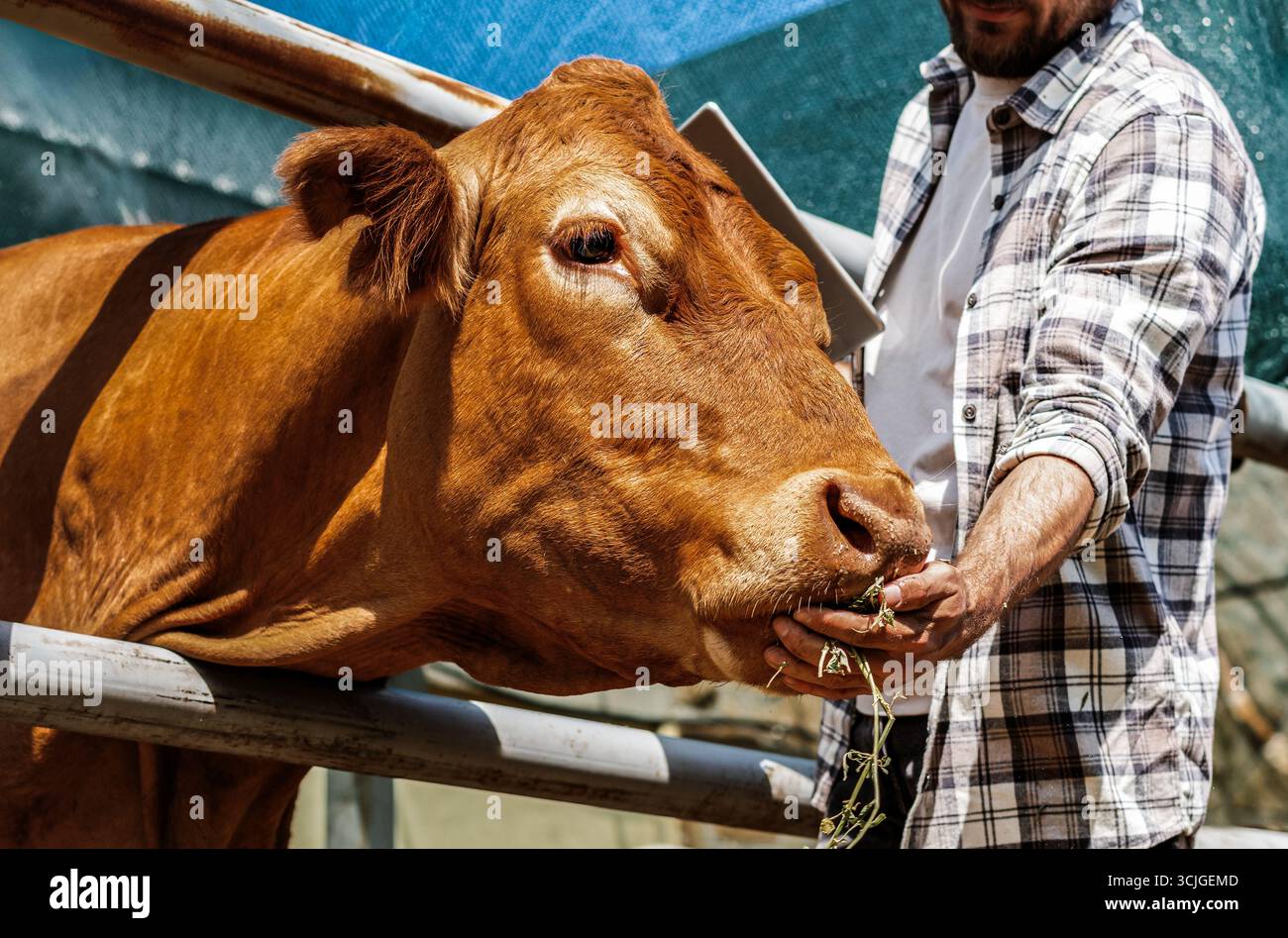 Uomo contadino che ispeziona la mucca nel fienile Foto Stock