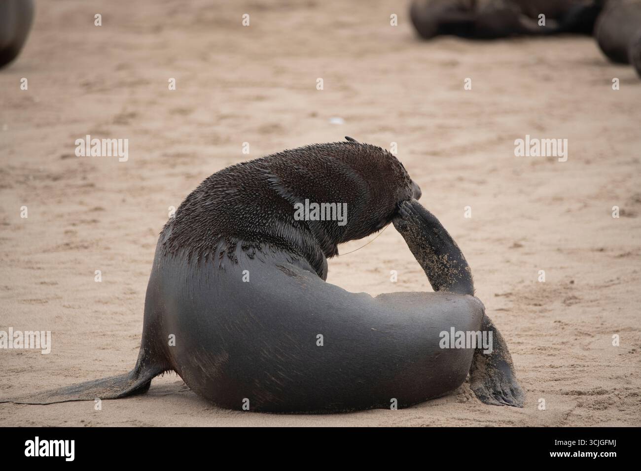 Un leone marino che si gratta la testa Foto Stock