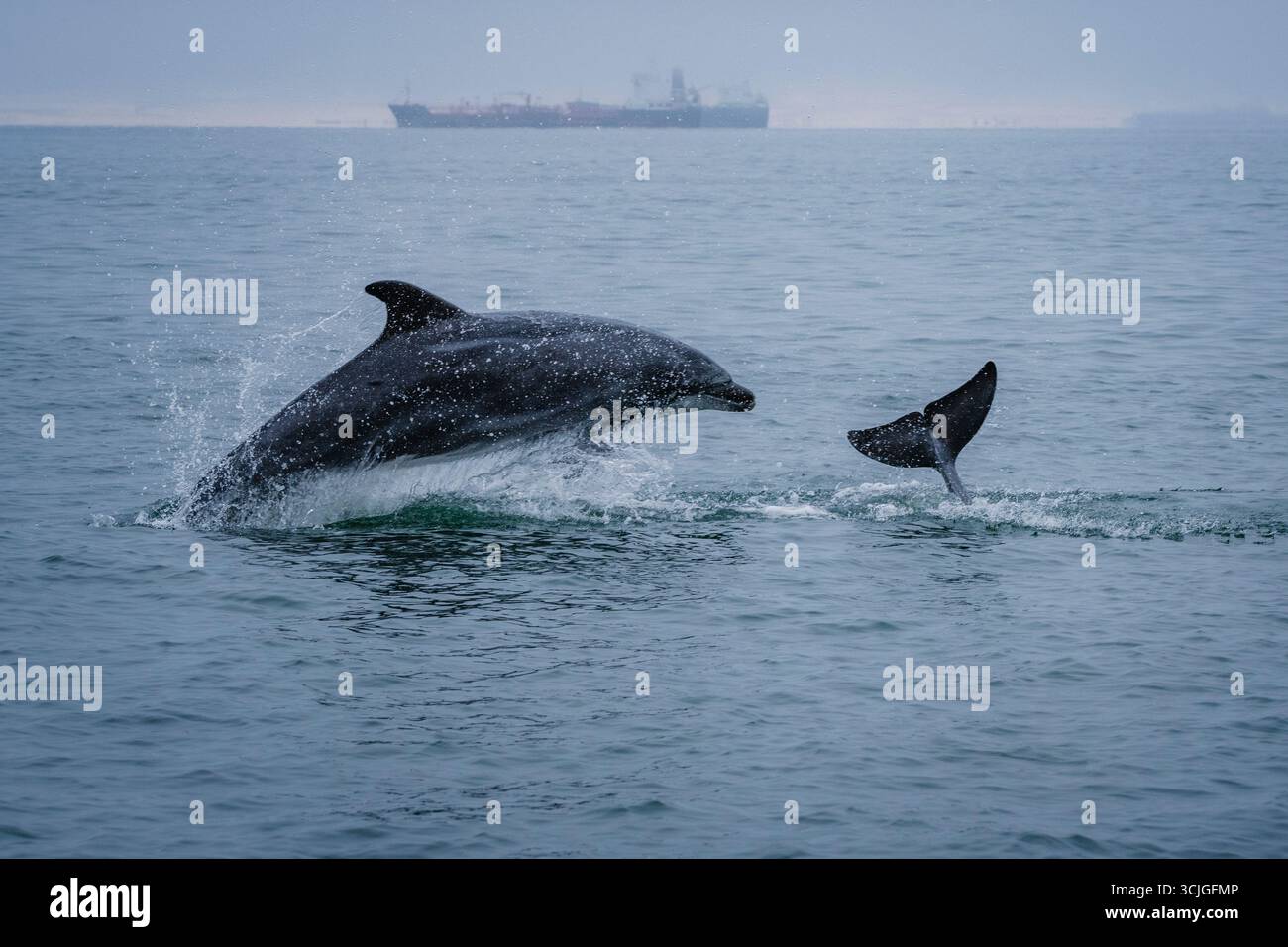 Delfini che giocano e saltano fuori dall'acqua Foto Stock