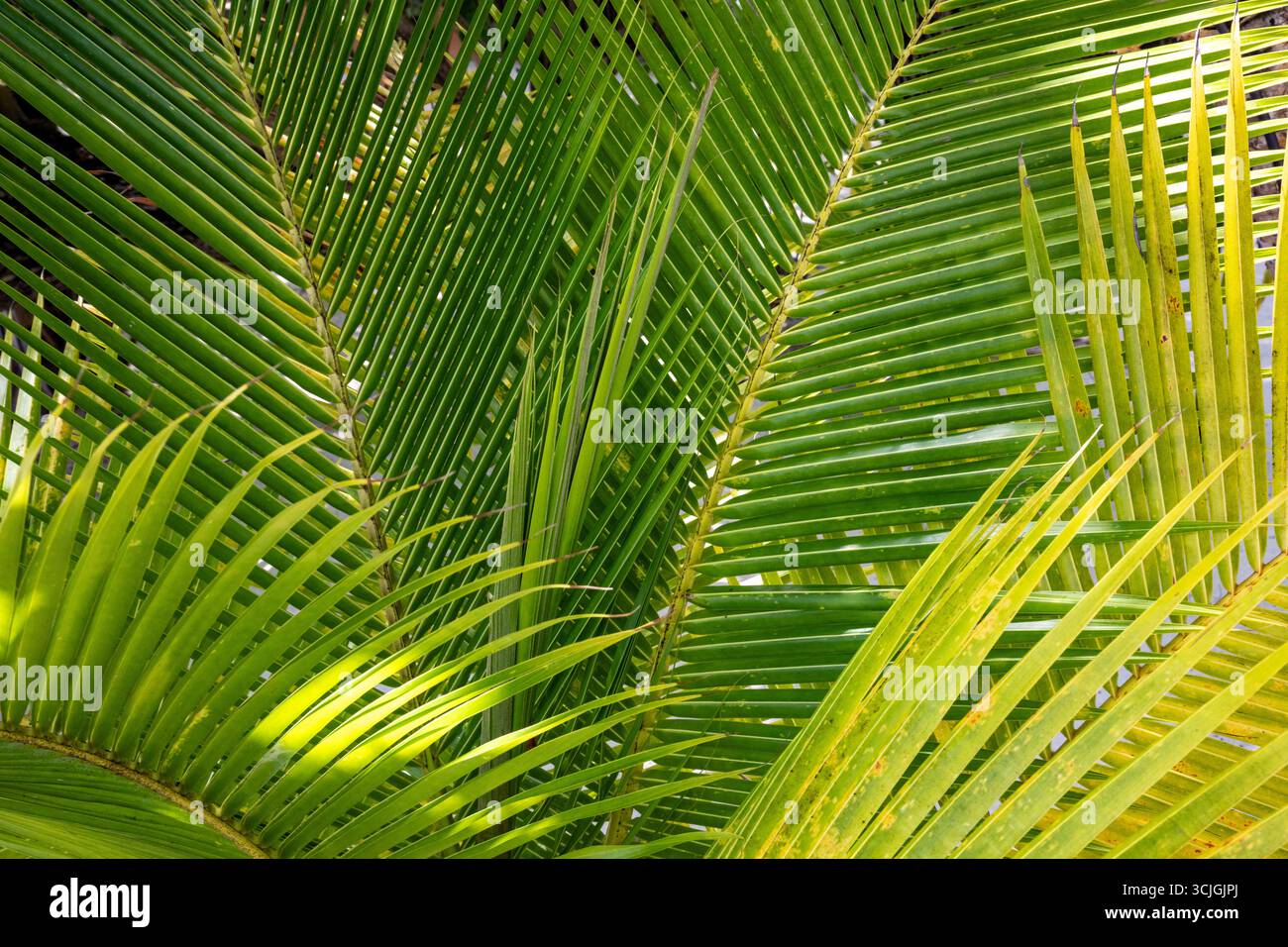 Schermo intero, lussureggianti foglie di palma verde Foto Stock