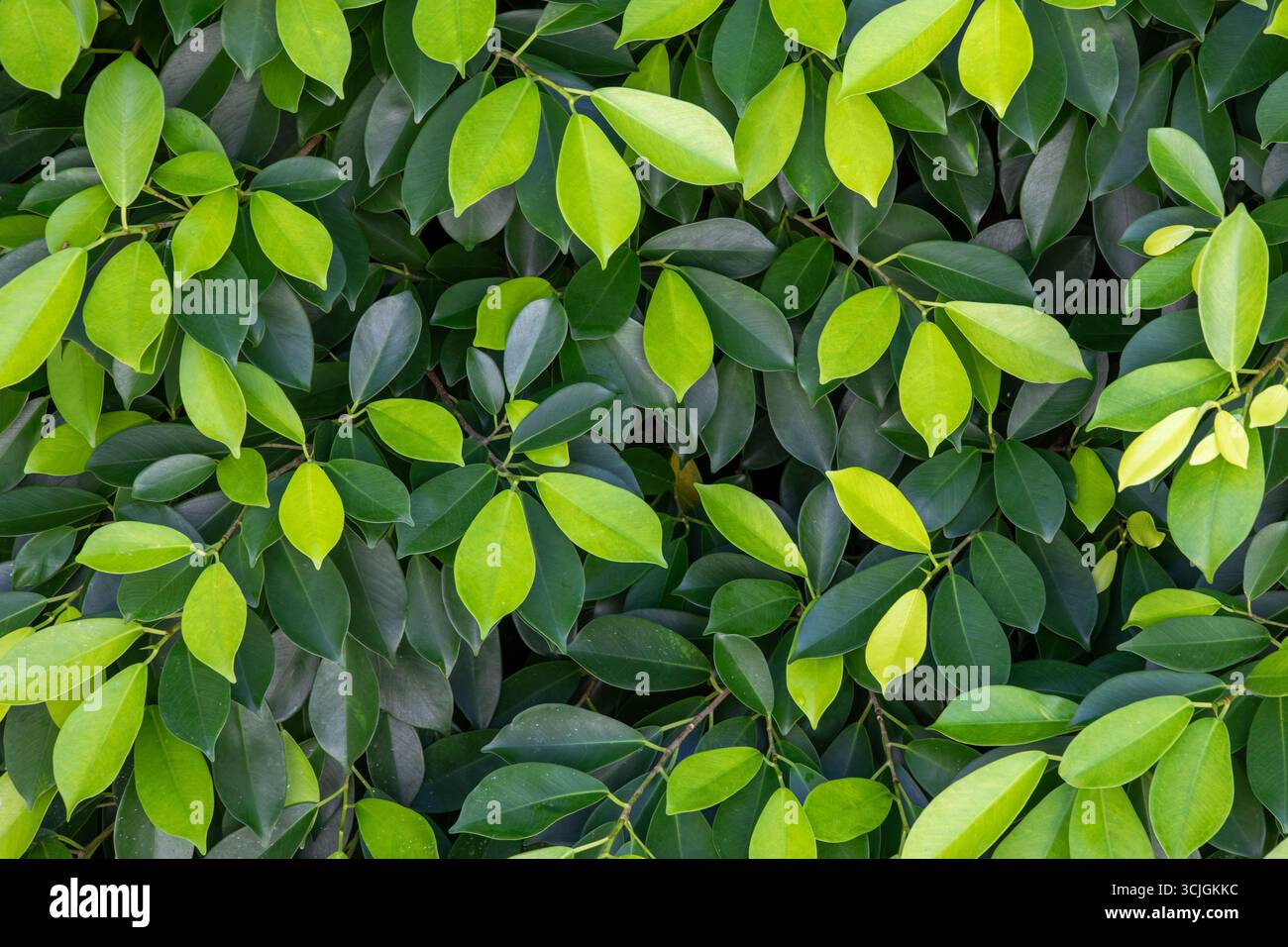 Cornice completa di foglie verdeggianti, alcune di verde chiaro e alcune di verde scuro Foto Stock