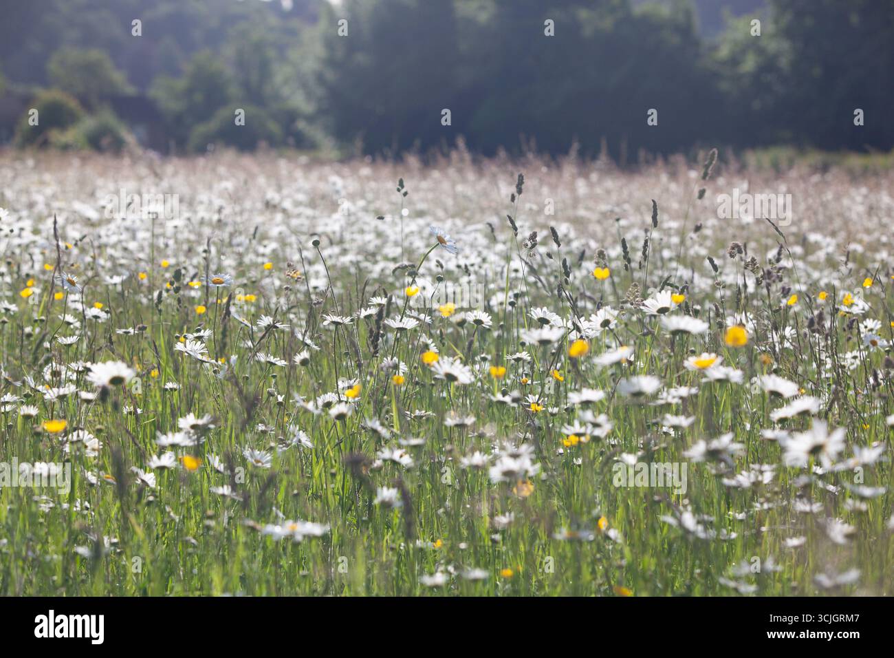 Prato inglese con margherite e tazze Foto Stock