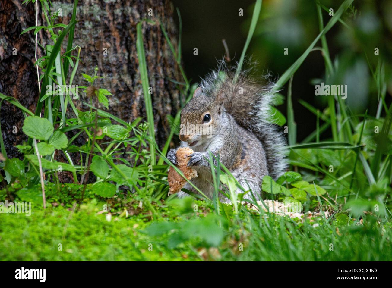 Scoiattolo grigio che mangia pane Foto Stock