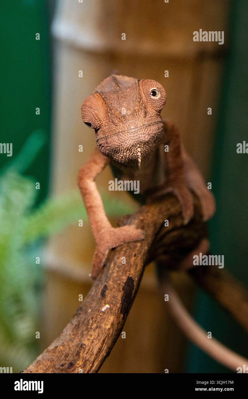 Ritratto dettagliato di Brown Chameleon Lizard Foto Stock