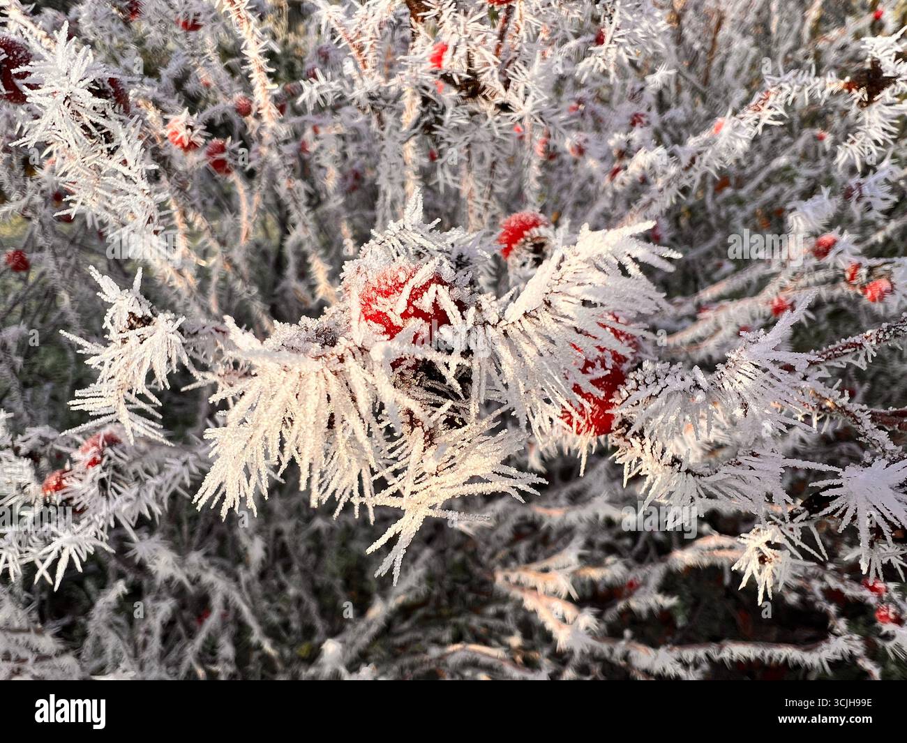 Rosa fianchi in inverno con ghiaccio sopra di loro e ghiaccioli. Foto Stock