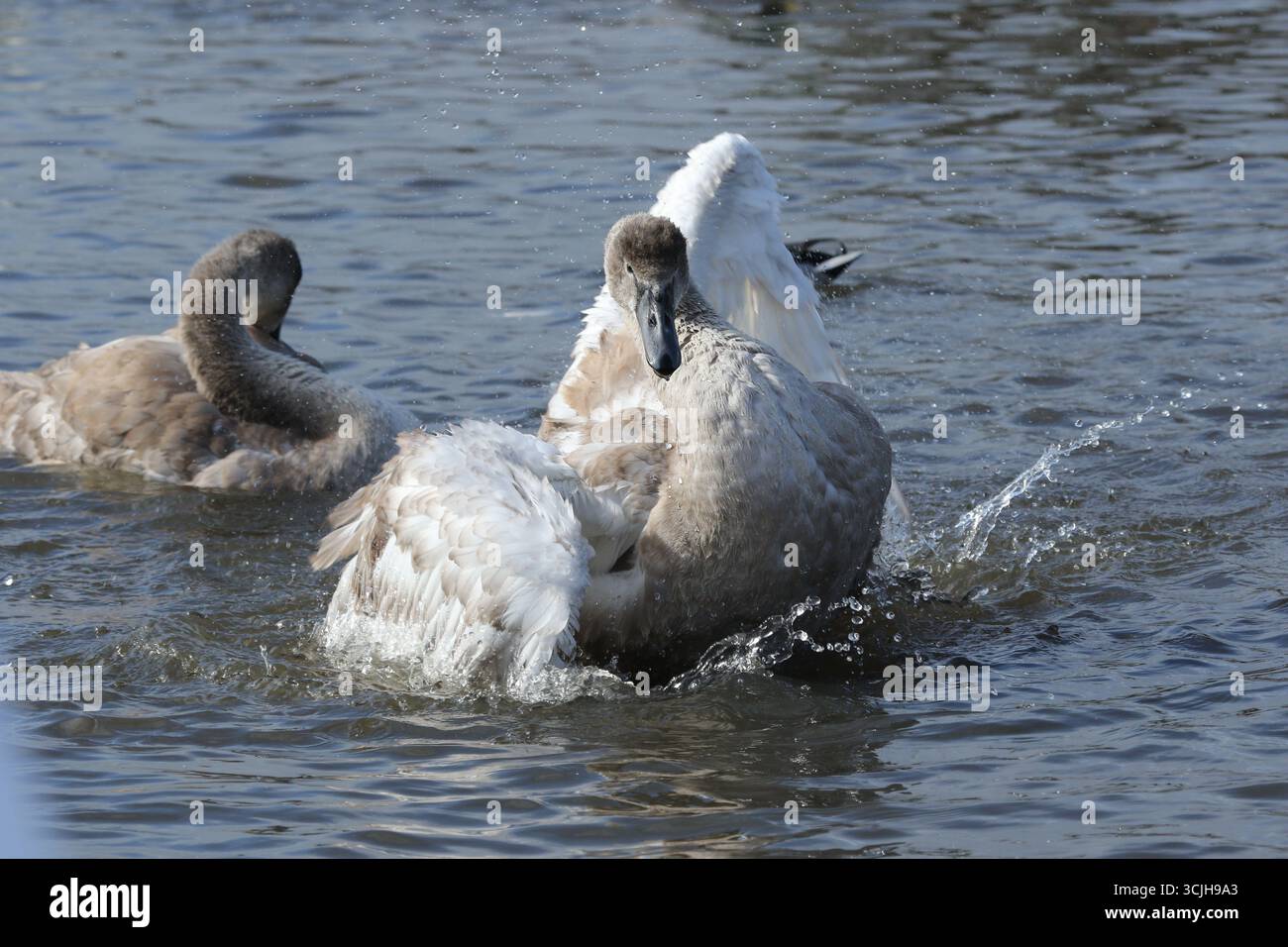 Cigni e insegne che nuotano e spruzzano nell'acqua nella swannery nel Dorset in Inghilterra. Foto Stock