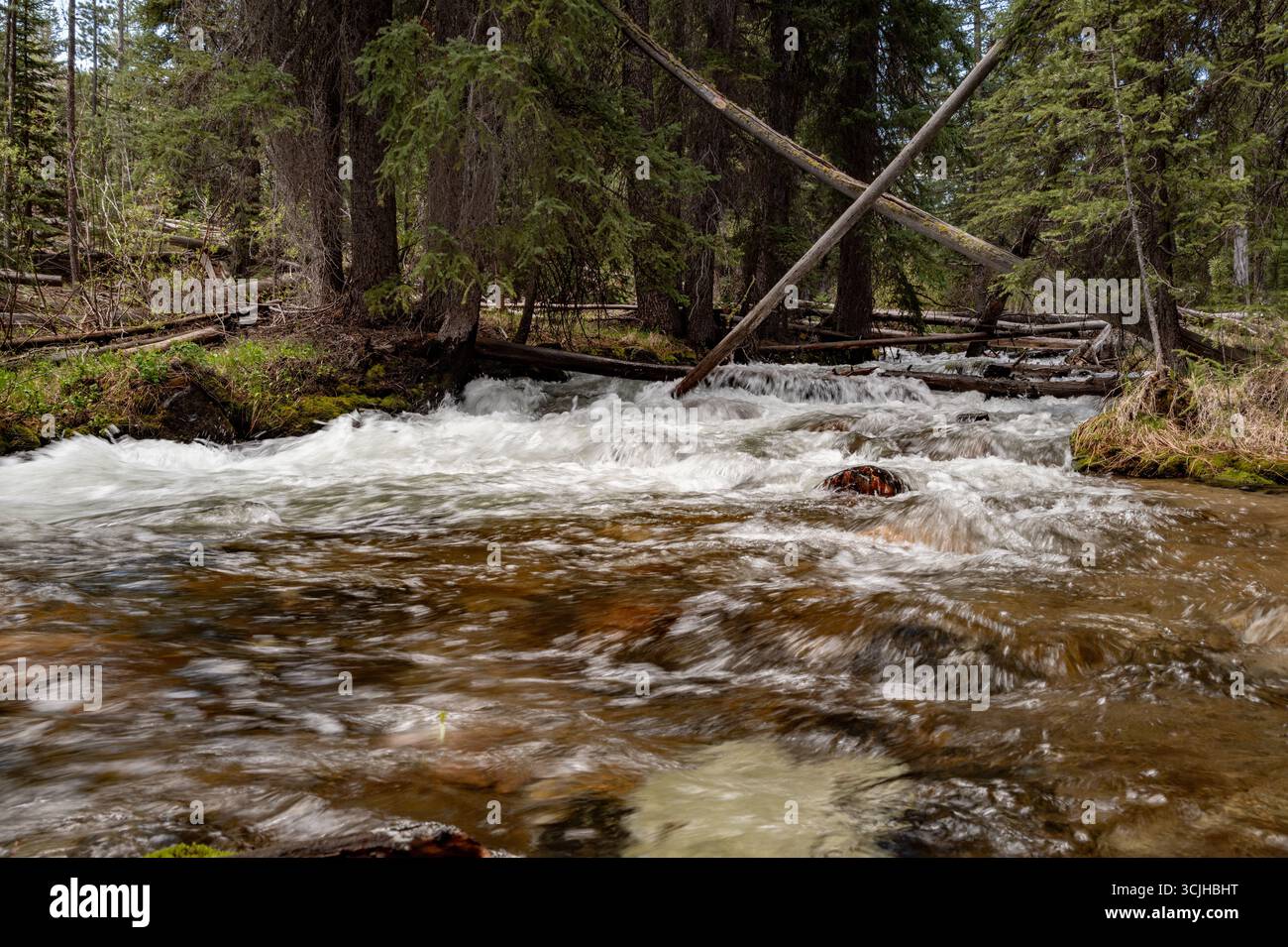 Fiume nella natura selvaggia con alta corrente di sorgente Foto Stock
