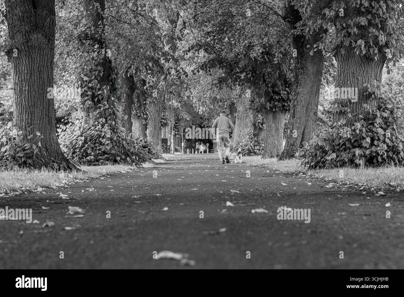 viale alberato con un passeggio per cani, Witney, Oxfordshire, UkAutumn Foto Stock