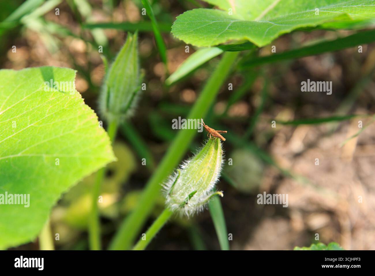 Primo piano di giovani boccioli di squash circondati da foglie verdi. Una piccola cavalletta seduta sul bocciolo. La scena cattura l'essenza del giardinaggio e della crescita delle piante in un Foto Stock