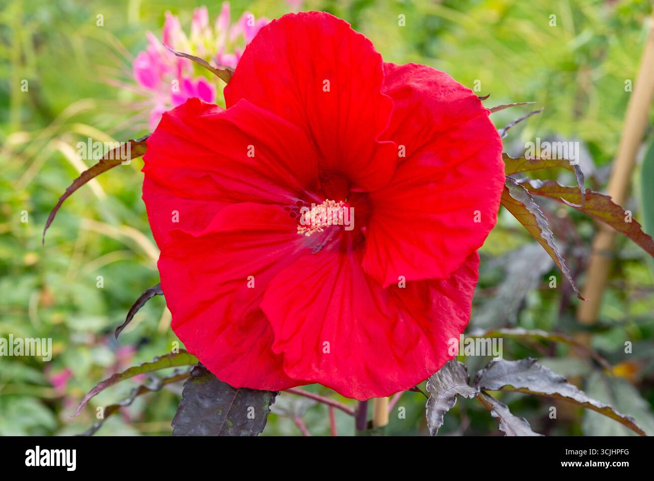 Hibiscus moschentos 'Carousel Red Wine' in un confine al Jardin des Plantes a Parigi, Francia Foto Stock