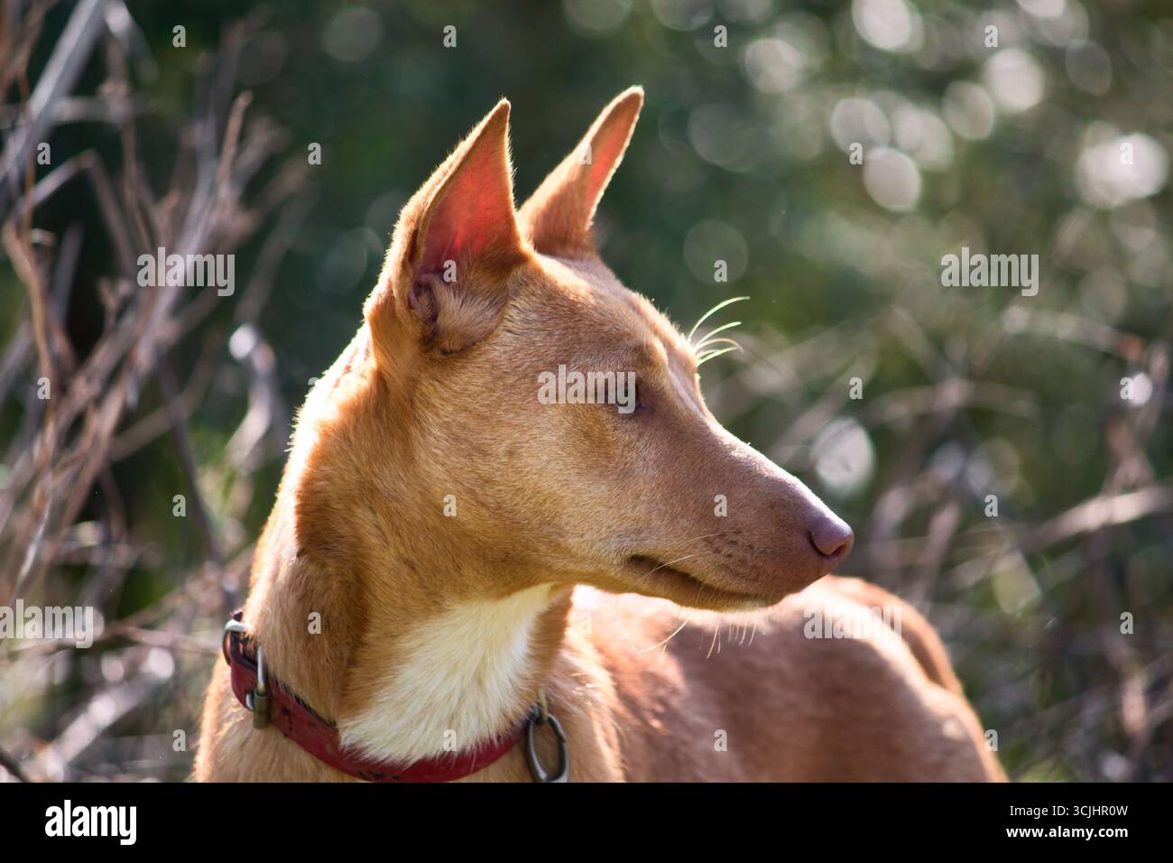 Un ritratto di primo piano di un Podenco Andaluz marrone, o un cane da levriero warren, che indossa un collare in un campo di campagna Foto Stock