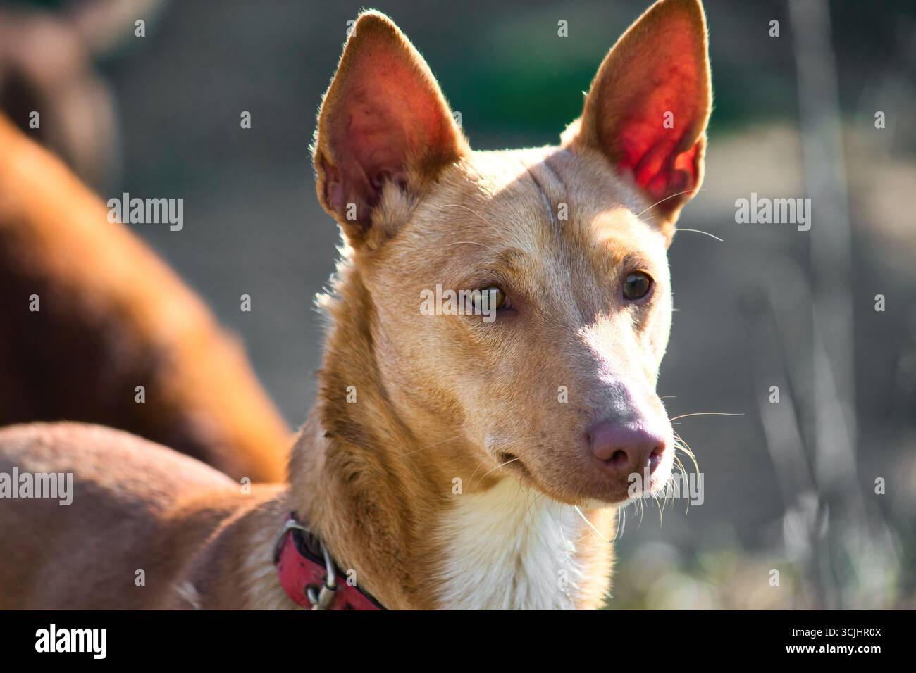 Un ritratto di primo piano di un Podenco Andaluz marrone, o un cane da levriero warren, che indossa un collare in un campo di campagna Foto Stock