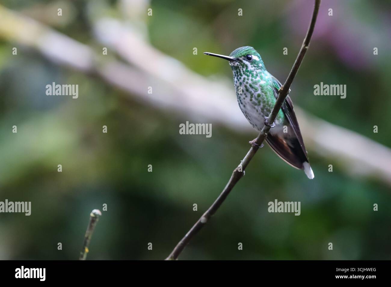 Un brillante colibrì incoronato verde arroccato su un ramo sottile, che mostra scintillanti piume smeraldo e becco acuto nella luce soffusa Foto Stock