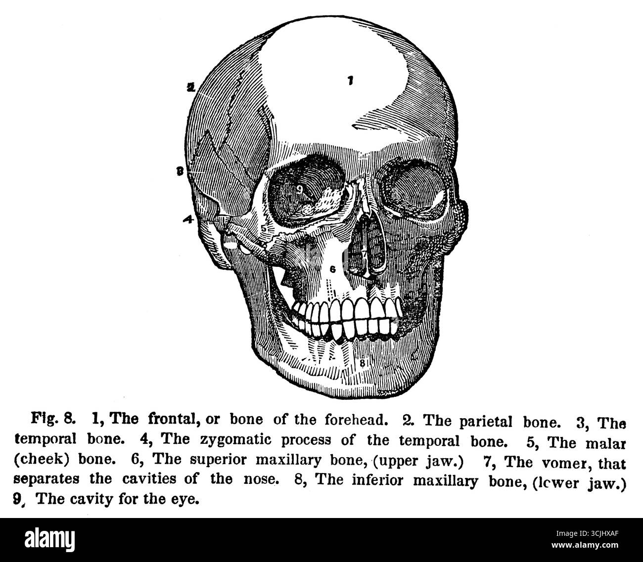 Anatomia, ossa di un cranio umano, illustrazione storica 1858 Foto Stock