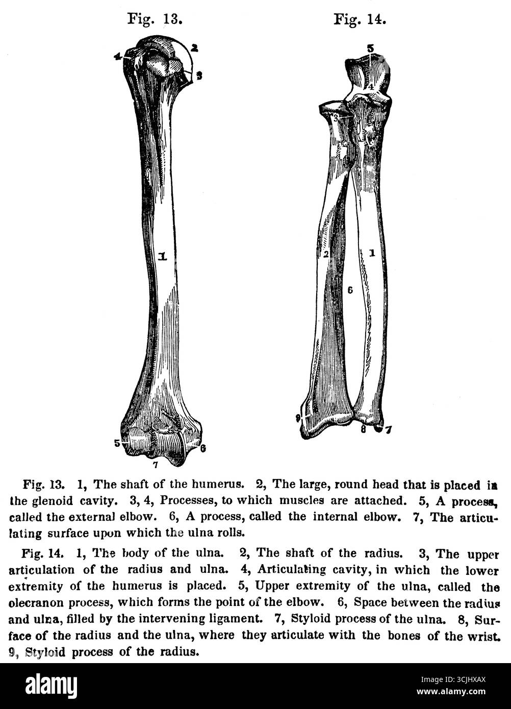 Anatomia, ossa del braccio umano, illustrazione storica 1858 Foto Stock