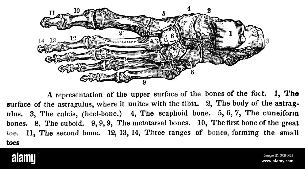 Anatomia, superficie superiore delle ossa inferiori del piede, illustrazione storica 1858 Foto Stock