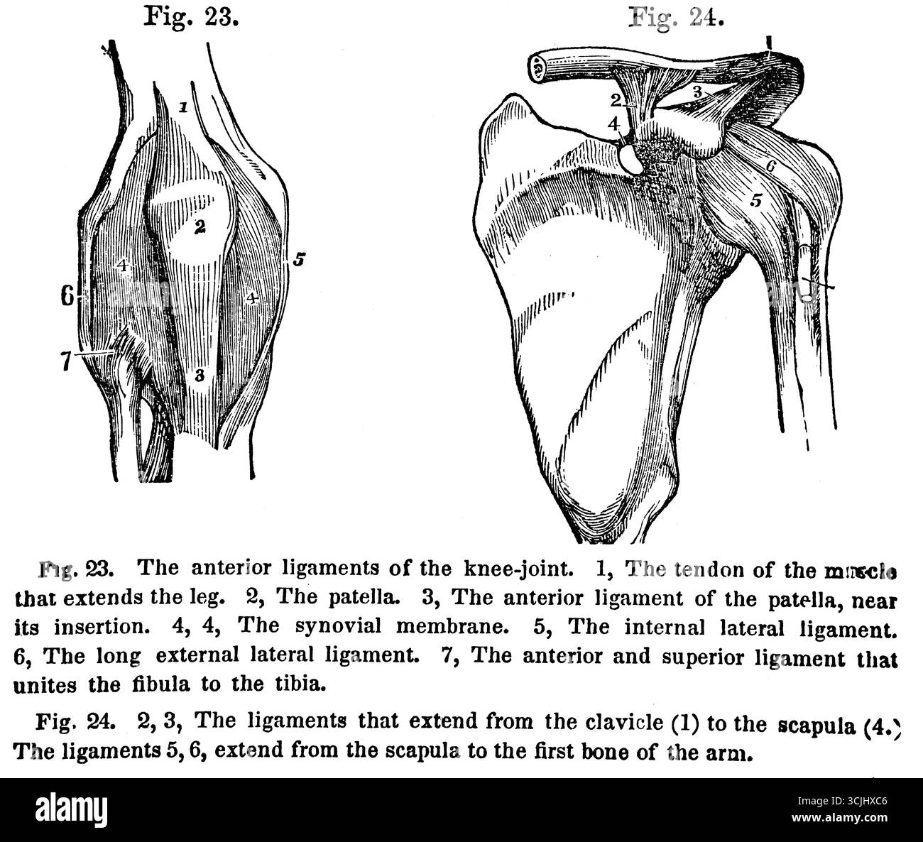 Anatomia, legamenti anteriori dell'articolazione del ginocchio, legamenti della clavicola, illustrazione storica 1858 Foto Stock