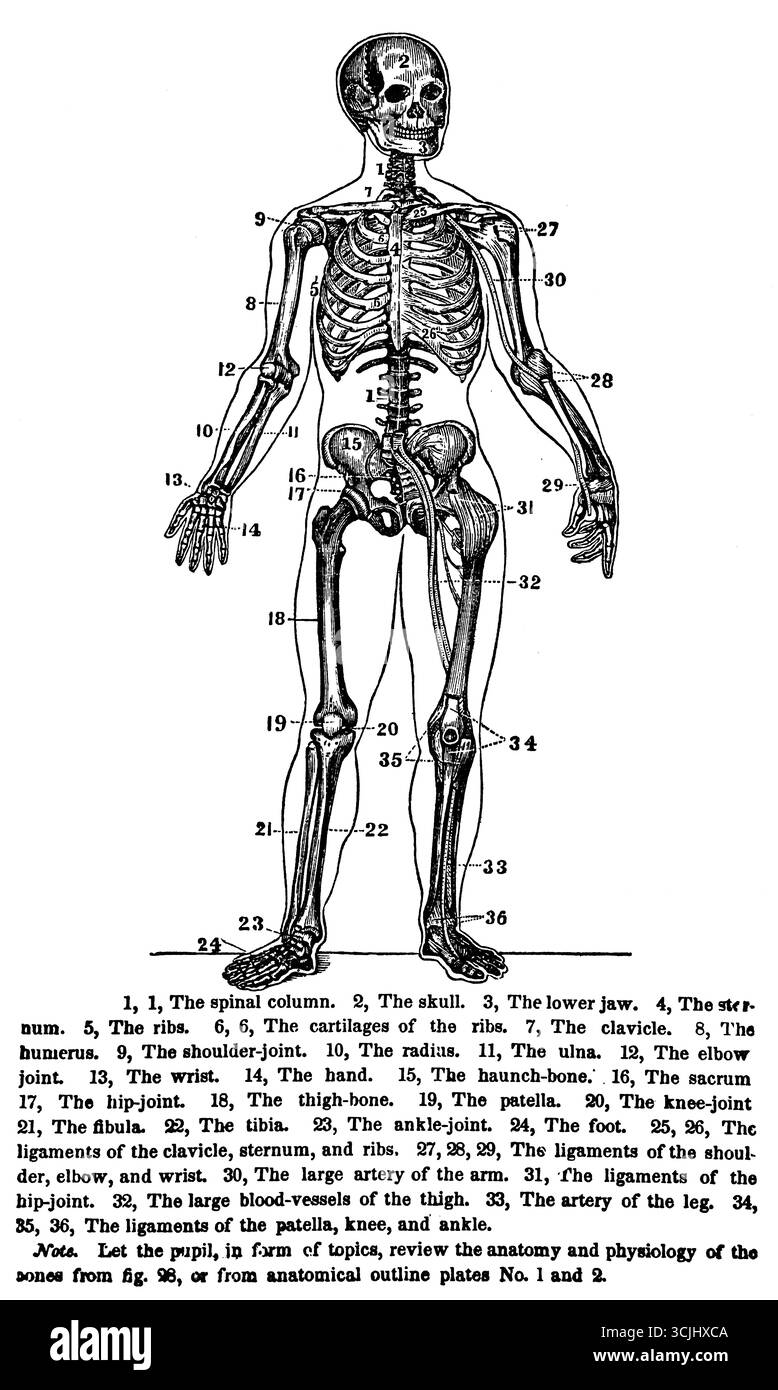Anatomia, estremetie, ossa e articolazioni di un uomo, illustrazione storica 1858 Foto Stock
