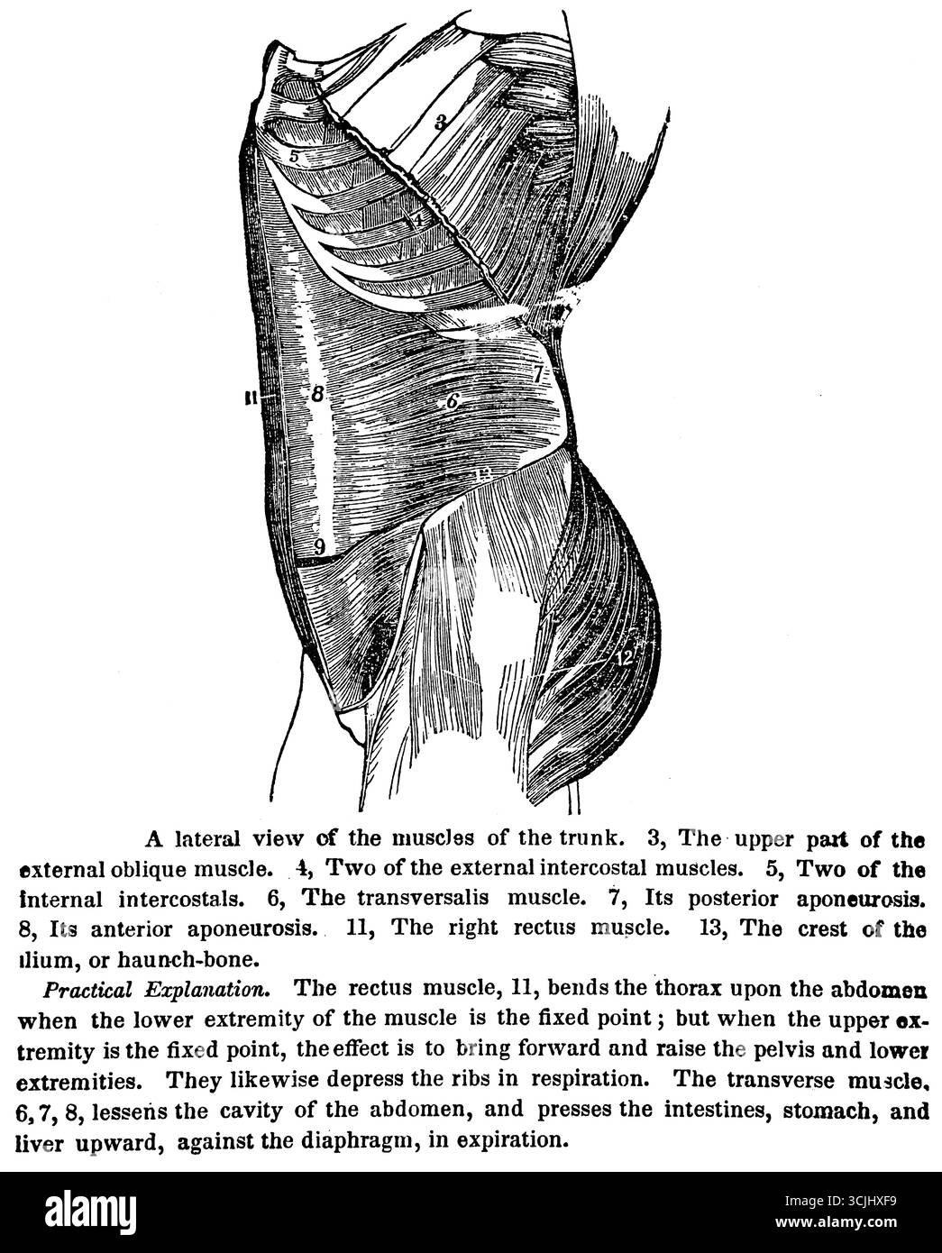 Anatomia dei muscoli, vista interna dei muscoli del tronco, illustrazione storica 1858 Foto Stock