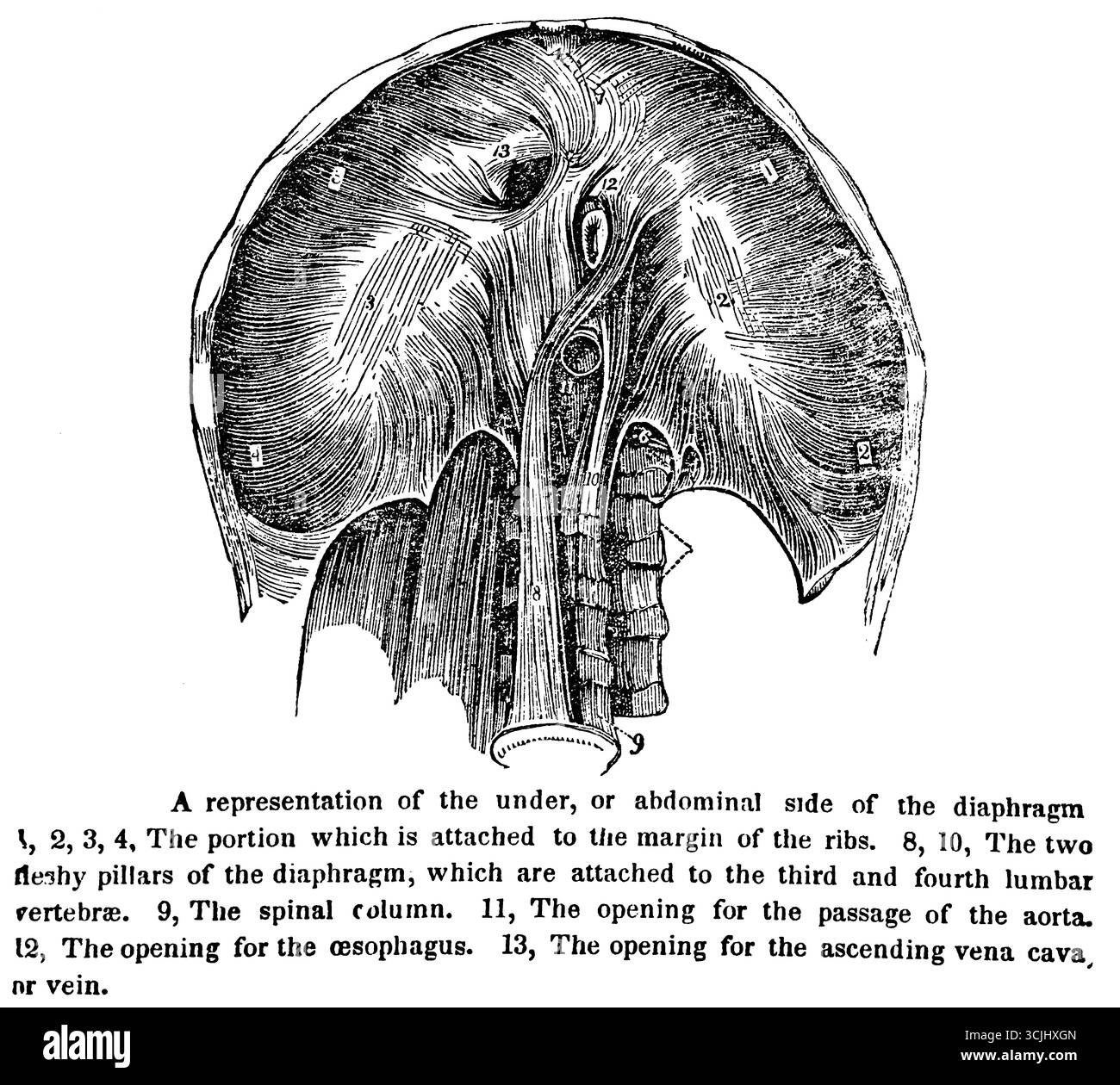 Anatomia dei muscoli, rappresentazione del lato inferiore o addominale del diaframma, illustrazione storica 1858 Foto Stock
