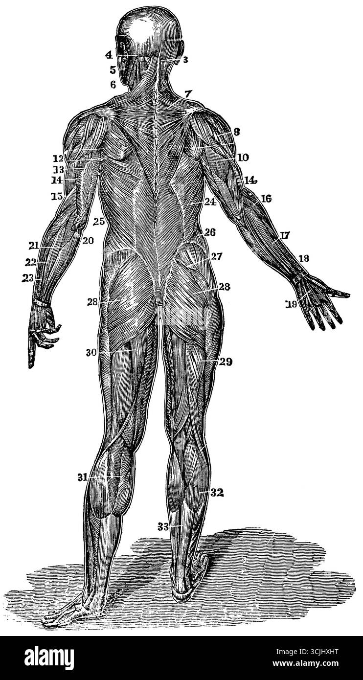 Anatomia, vista posteriore dei muscoli del corpo, vista posteriore, illustrazione storica 1858 Foto Stock