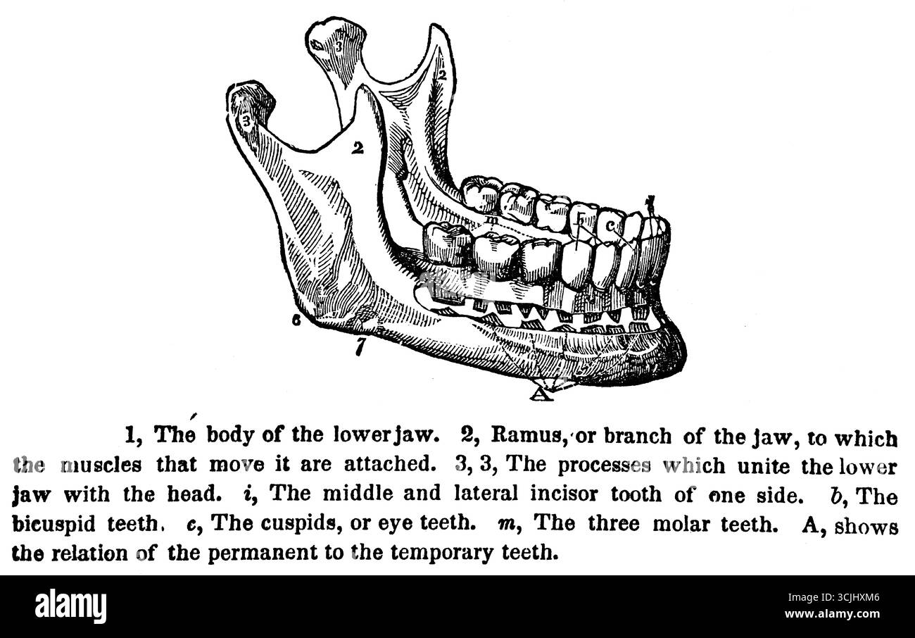Anatomia dei denti, corpo della mascella inferiore, illustrazione storica 1858 Foto Stock