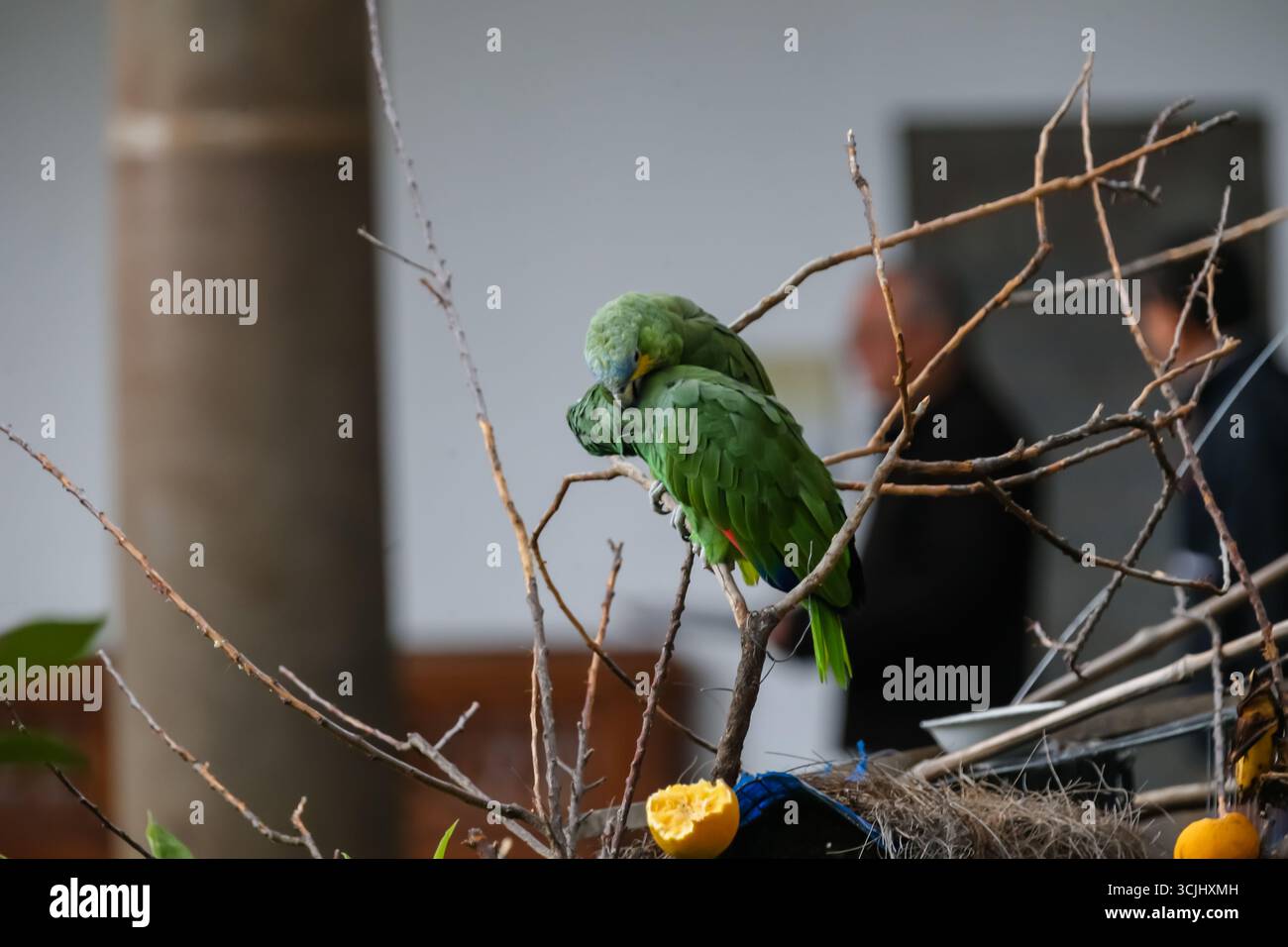 Quito, Ecuador – 23 marzo 2018: Pappagallo verde arroccato su rami secchi nel cortile di un edificio di epoca coloniale, Foto Stock