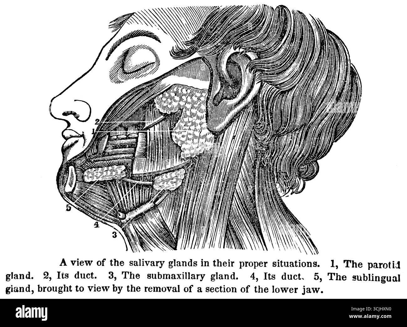 Anatomia degli organi digestivi, vista delle ghiandole salivari nelle loro sedi appropriate, illustrazione storica 1858 Foto Stock