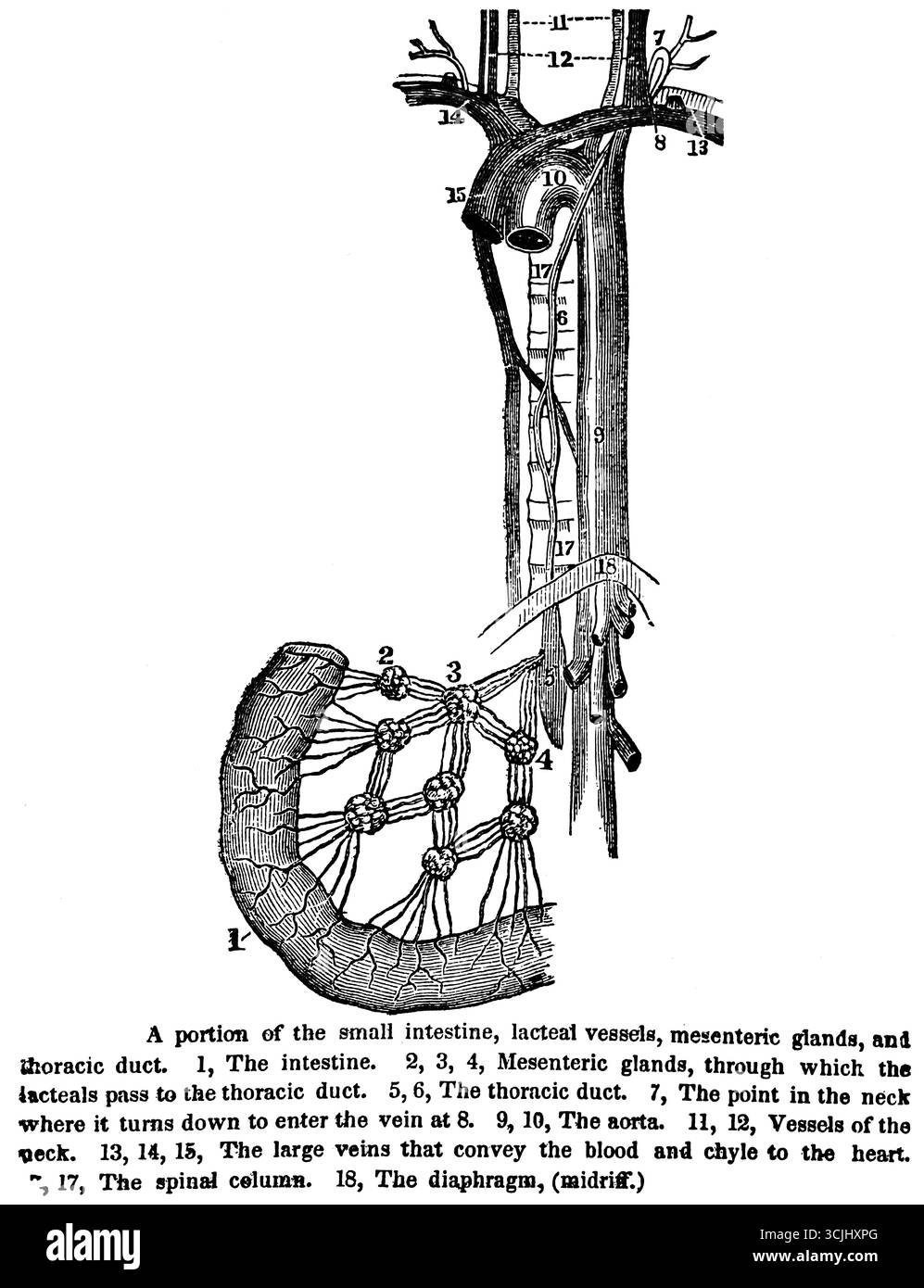 Anatomia degli organi digestivi, porzione dell'intestino tenue, vasi lattali, ghiandole mesenteriche e dotto toracico, illustrazione storica 1858 Foto Stock