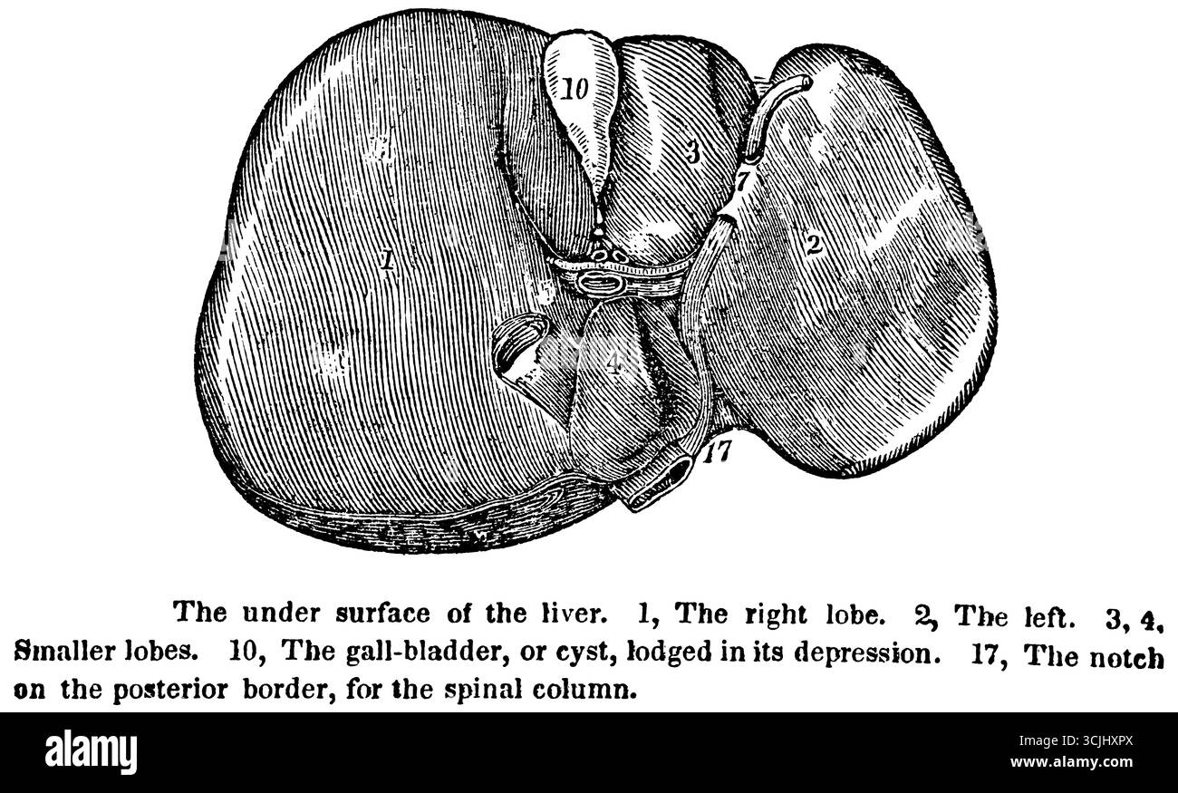 Anatomia degli organi digestivi, sottosuperficie del fegato, illustrazione storica 1858 Foto Stock