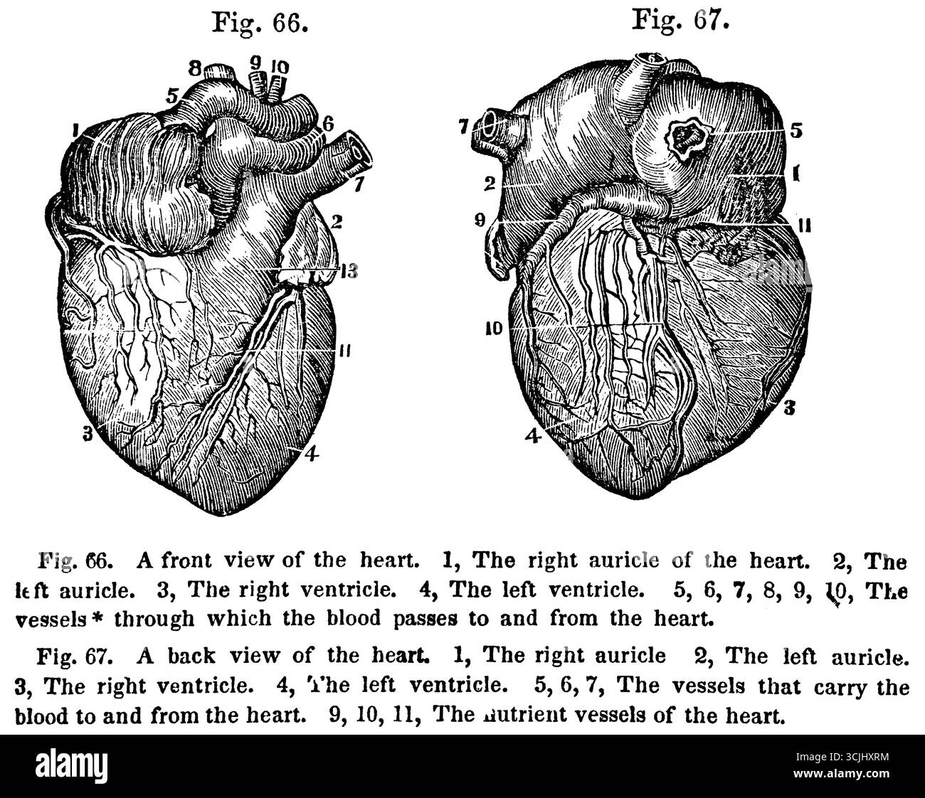 Anatomia degli organi circolatori, vista frontale e posteriore del cuore, illustrazione storica 1858 Foto Stock
