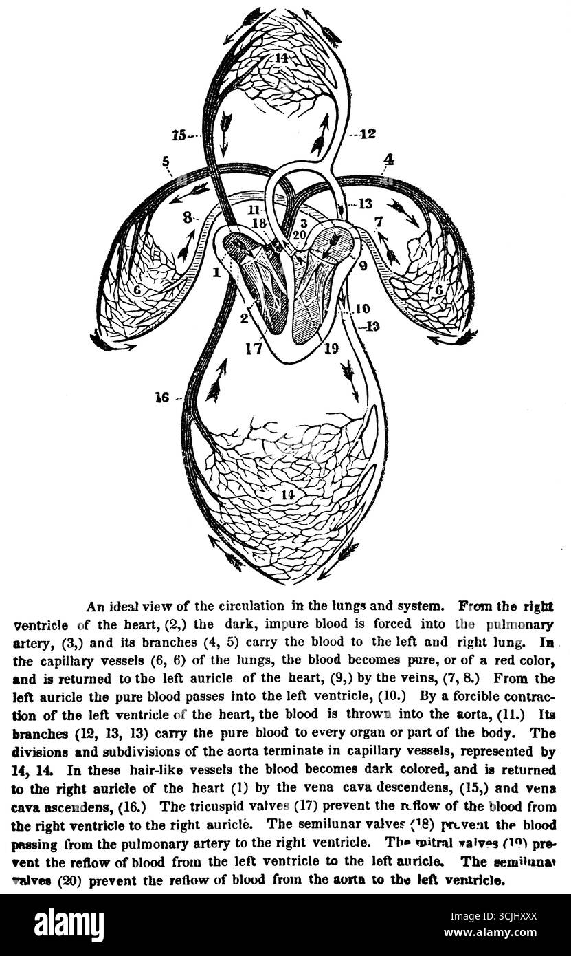 Anatomia, organi circolatori, vista della circolazione nei polmoni e nel sistema, illustrazione storica 1858 Foto Stock