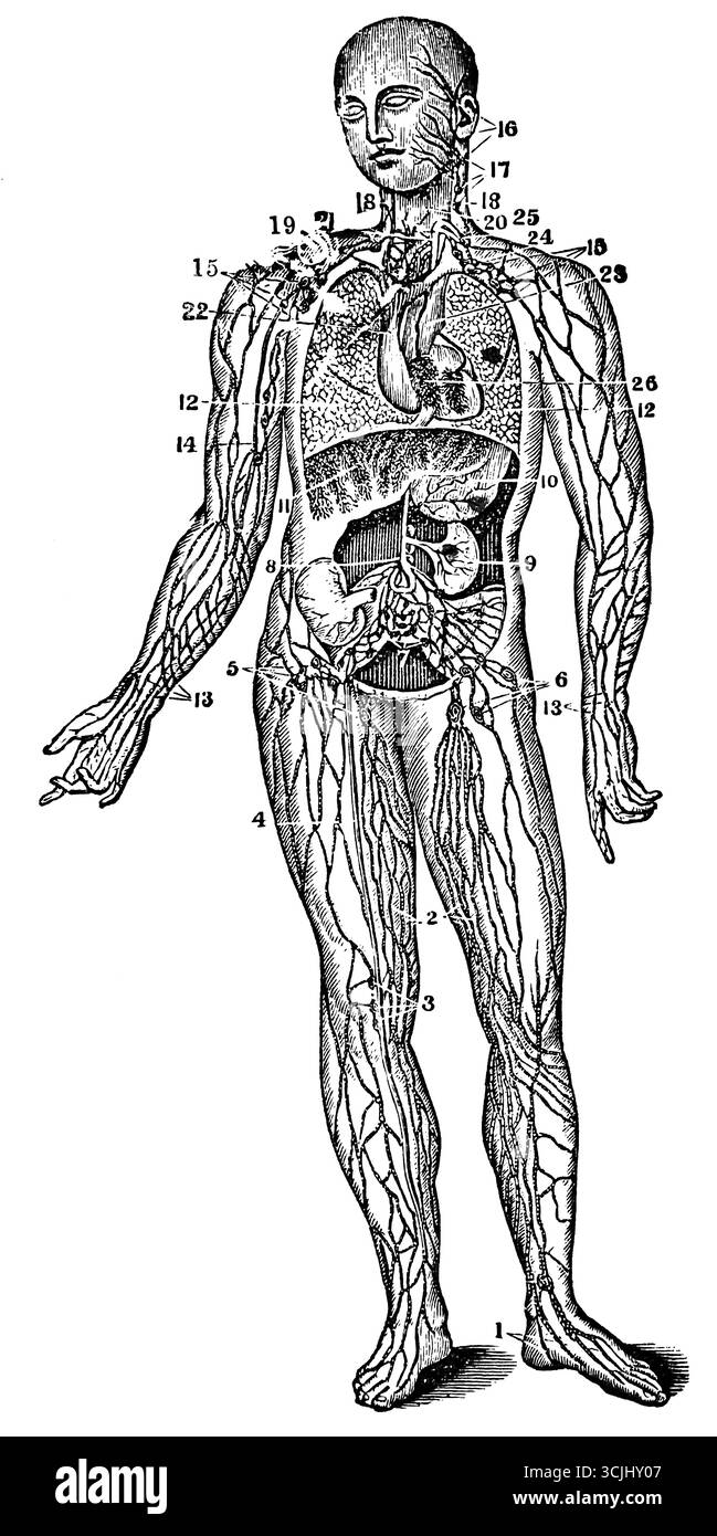 Anatomia, illustrazione storica 1858 Foto Stock