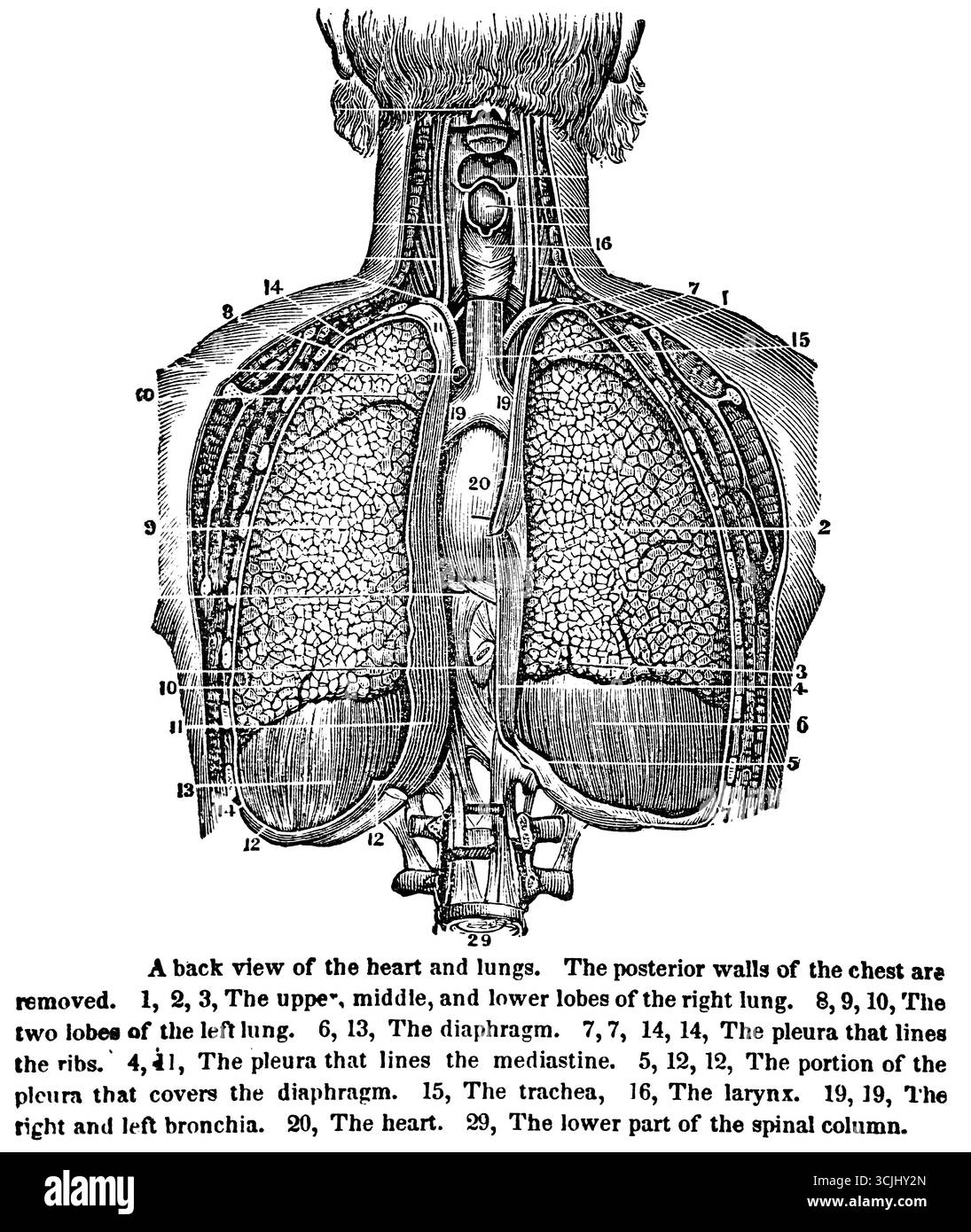 Anatomia degli organi respiratori, vista posteriore del cuore e dei polmoni, illustrazione storica 1858 Foto Stock