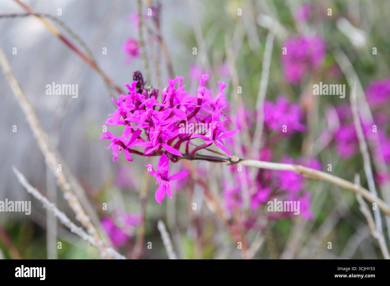 Vista ravvicinata dei fiori tropicali che fioriscono vicino al monumento equatoriale, tra cui la tromba arancione, l'ibisco a righe e le bouganville magenta Foto Stock