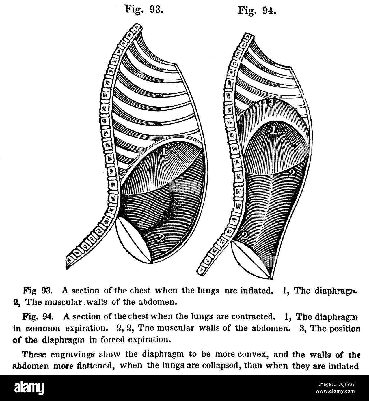 Anatomia degli organi respiratori, sezione toracica quando i polmoni sono gonfiati o contratti, illustrazione storica 1858 Foto Stock