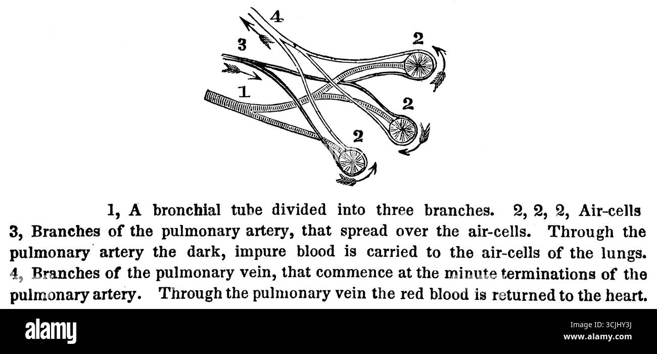 Anatomia degli organi respiratori, un tubo bronchiale diviso in tre rami, illustrazione storica 1858 Foto Stock