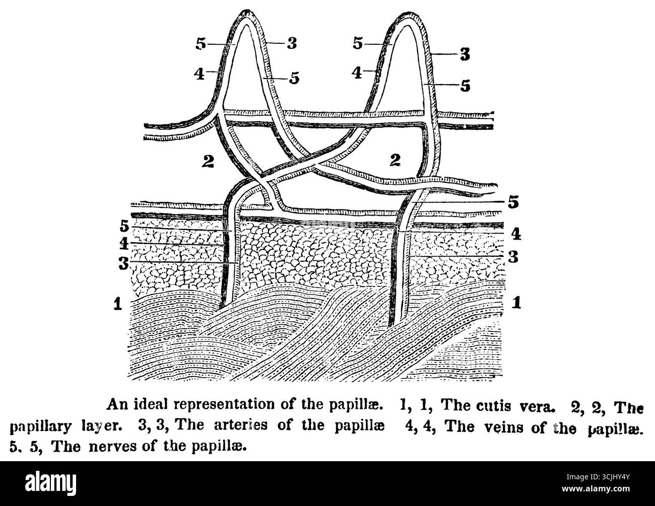 Anatomia della pelle, rappresentazione ideale delle papille, illustrazione storica 1858 Foto Stock