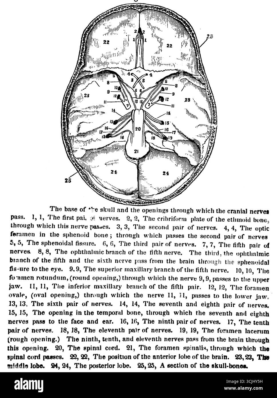 Anatomia del sistema nervoso, base del cranio e aperture per il passaggio dei nervi cranici, illustrazione storica 1858 Foto Stock