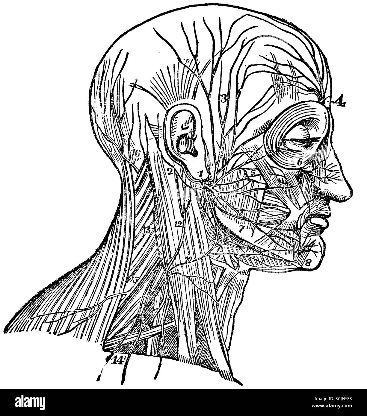 Anatomia del sistema nervoso, rappresentazione della distribuzione dell'ottava coppia di nervi, rami della quinta, illustrazione storica 1858 Foto Stock