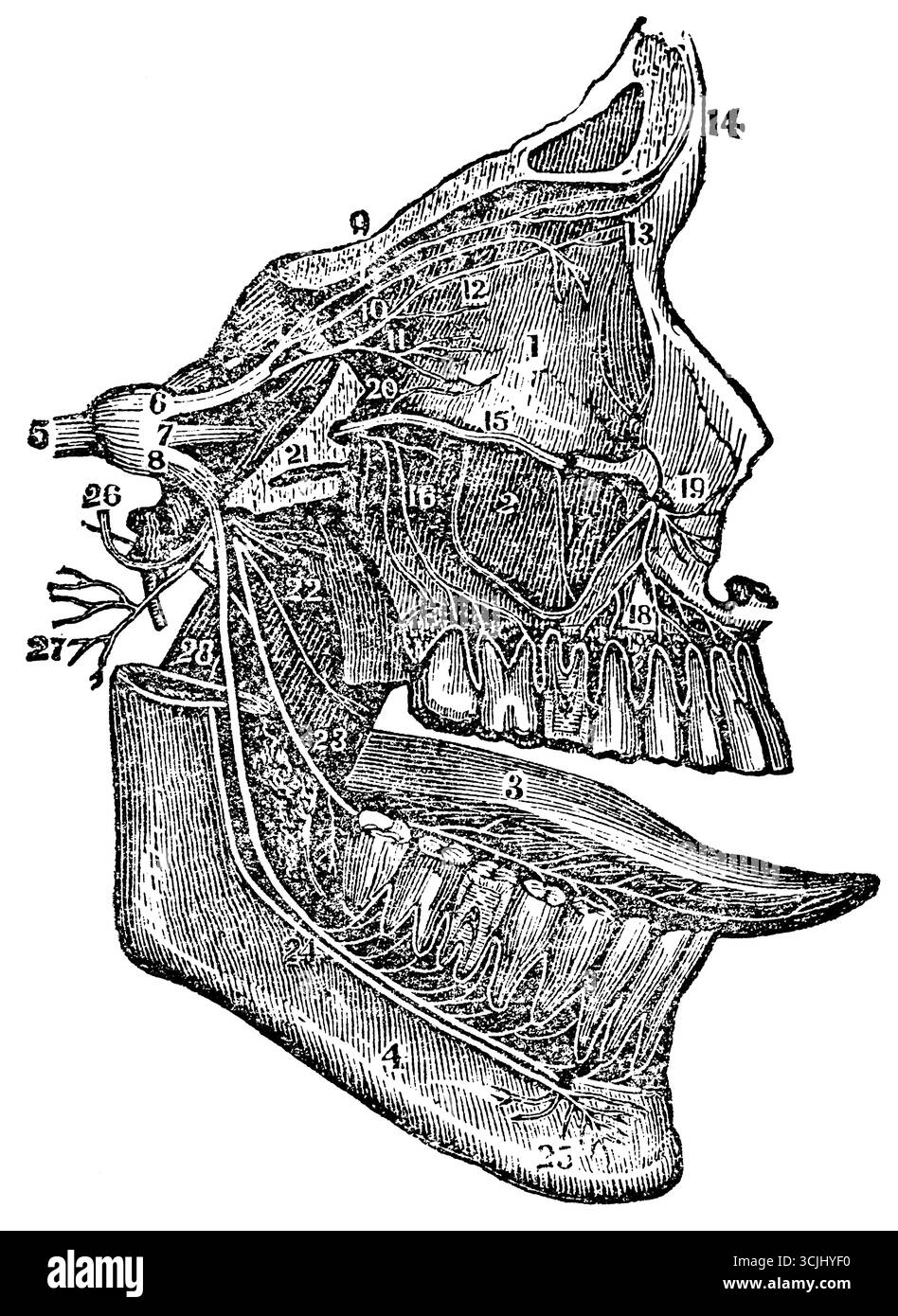 Fisiologia del sistema nervoso, distribuzione della quinta coppia di nervi (5), illustrazione storica 1858 Foto Stock