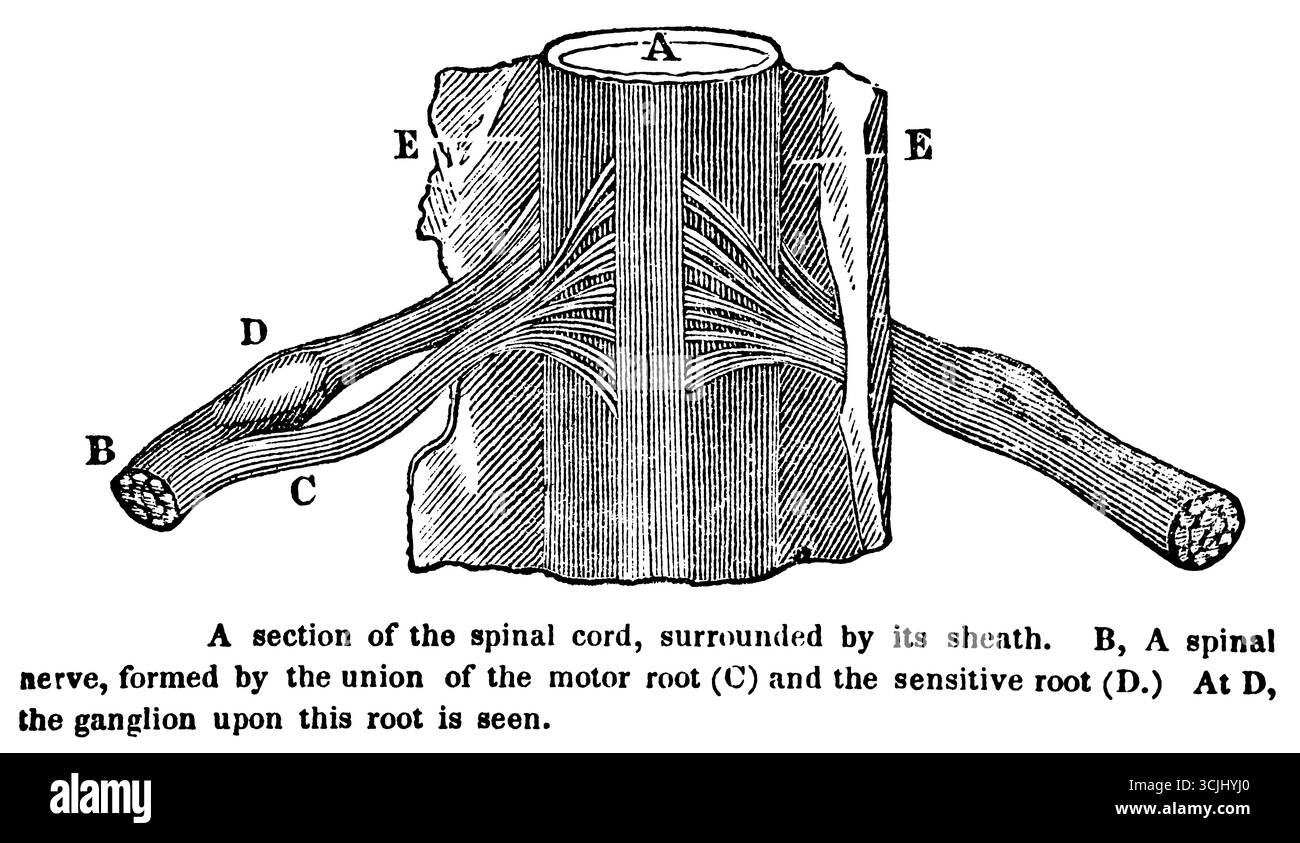 Fisiologia del sistema nervoso, sezione del midollo spinale circondata dalla sua guaina, illustrazione storica 1858 Foto Stock