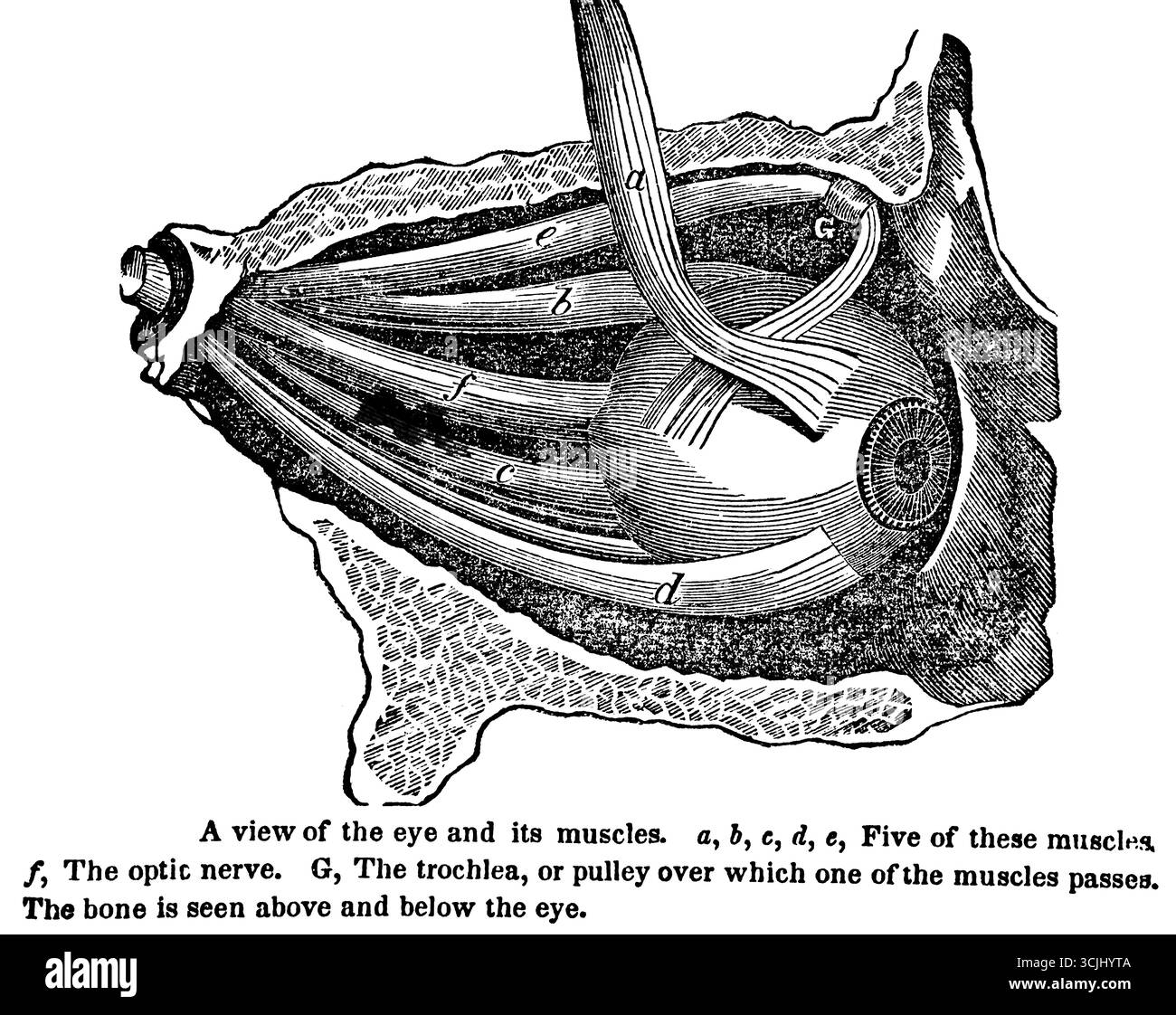 Anatomia degli organi della visione, vista dell'occhio e dei suoi muscoli, illustrazione storica 1858 Foto Stock
